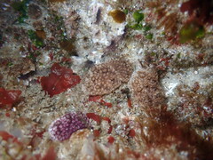 Distaplia occidentalis