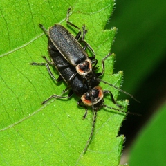 Atalantycha dentigera