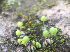Asterella palmeri