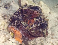 Octopus djinda