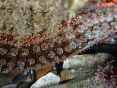 Astrometis sertulifera