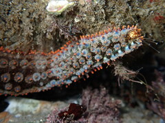 Astrometis sertulifera