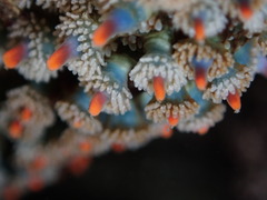 Astrometis sertulifera