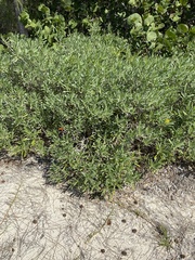 Borrichia arborescens