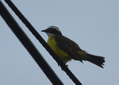 Myiozetetes cayanensis