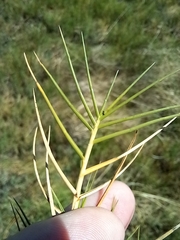 Distichlis distichophylla