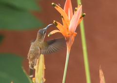 Phaethornis striigularis