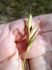 Distichlis distichophylla