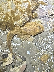 Cottus cognatus