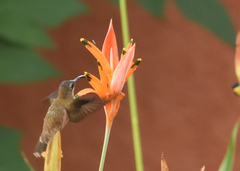 Phaethornis striigularis