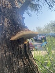 Fomitopsis schrenkii