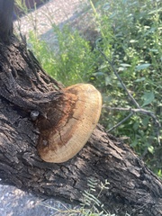 Fomitopsis schrenkii