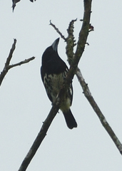 Capito maculicoronatus