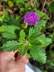 Centratherum punctatum