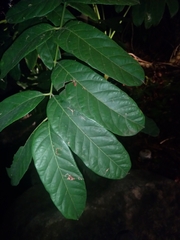 Philenoptera violacea