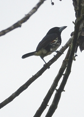 Capito maculicoronatus