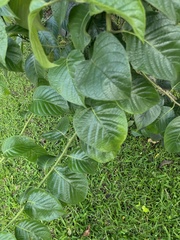 Heliotropium verdcourtii