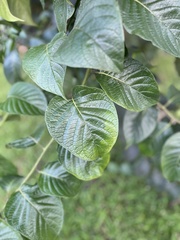 Heliotropium verdcourtii