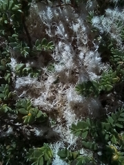 Lamprothamnium compactum