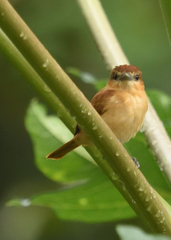 Pachyramphus cinnamomeus