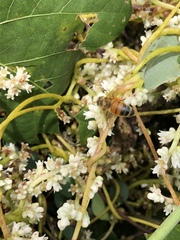 Cuscuta japonica