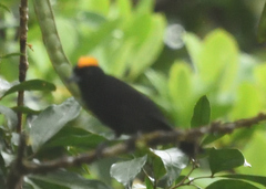 Tachyphonus delatrii