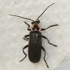 Atalantycha neglecta
