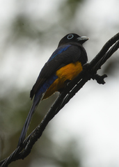 Trogon chionurus