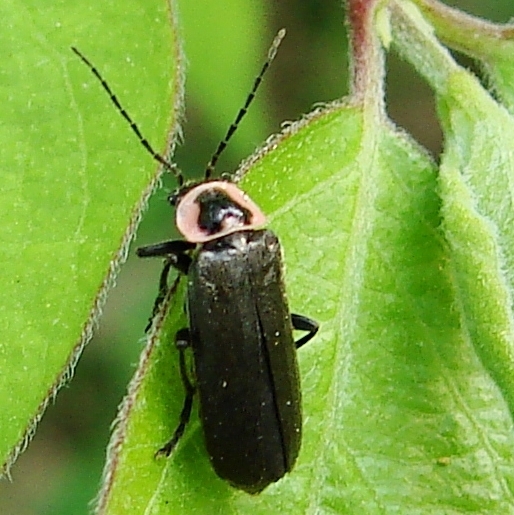 Neglected Soldier Beetle