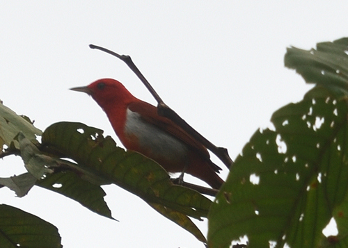 Scarlet-and-white Tanager (Chrysothlypis salmoni)