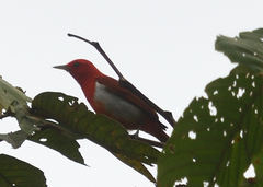 Chrysothlypis salmoni