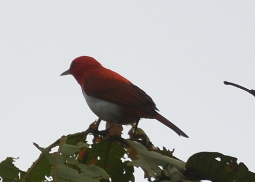 Scarlet-and-white Tanager (Chrysothlypis salmoni), photo 2