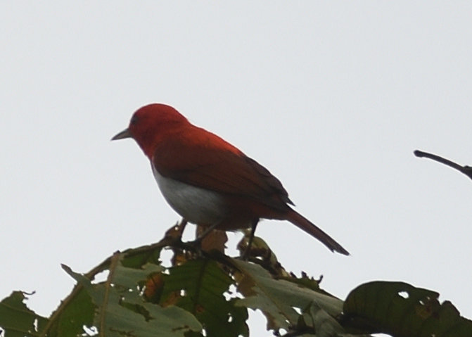 Scarlet-and-white Tanager (Chrysothlypis salmoni), photo 2