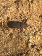 Apsena pubescens
