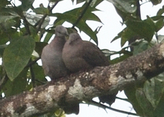 Patagioenas goodsoni