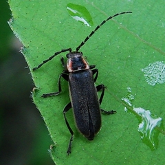 Atalantycha dentigera