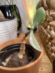 Tradescantia sillamontana