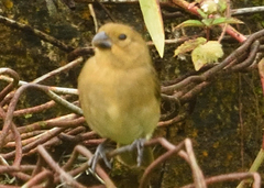 Sporophila corvina
