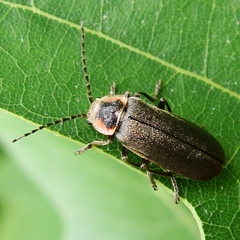 Atalantycha dentigera