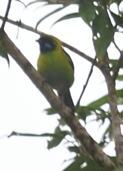 Blue-whiskered Tanager illustration