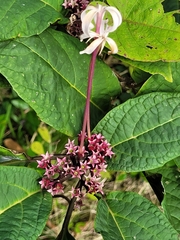 Clerodendrum