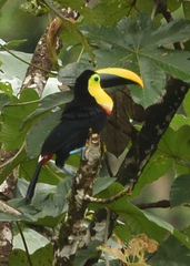 Ramphastos