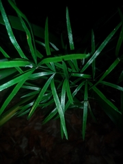 Asparagus falcatus