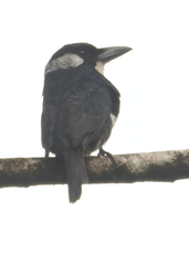 Notharchus pectoralis