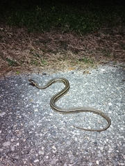 Nerodia clarkii clarkii