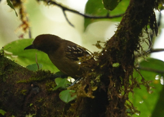 Thamnophilus atrinucha