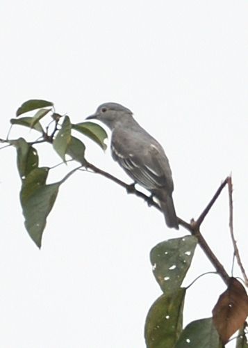 Black-tipped Cotinga (Carpodectes hopkei), photo 2