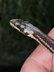 Nerodia clarkii clarkii