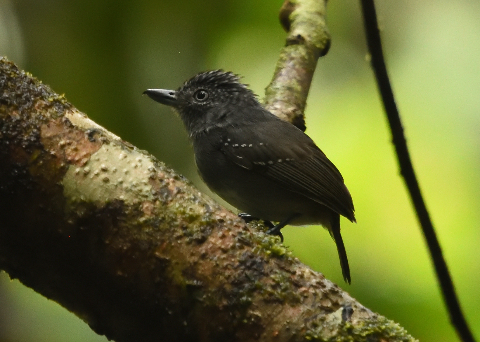 Spot-crowned Antvireo (Dysithamnus puncticeps), photo 9