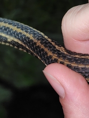 Nerodia clarkii clarkii